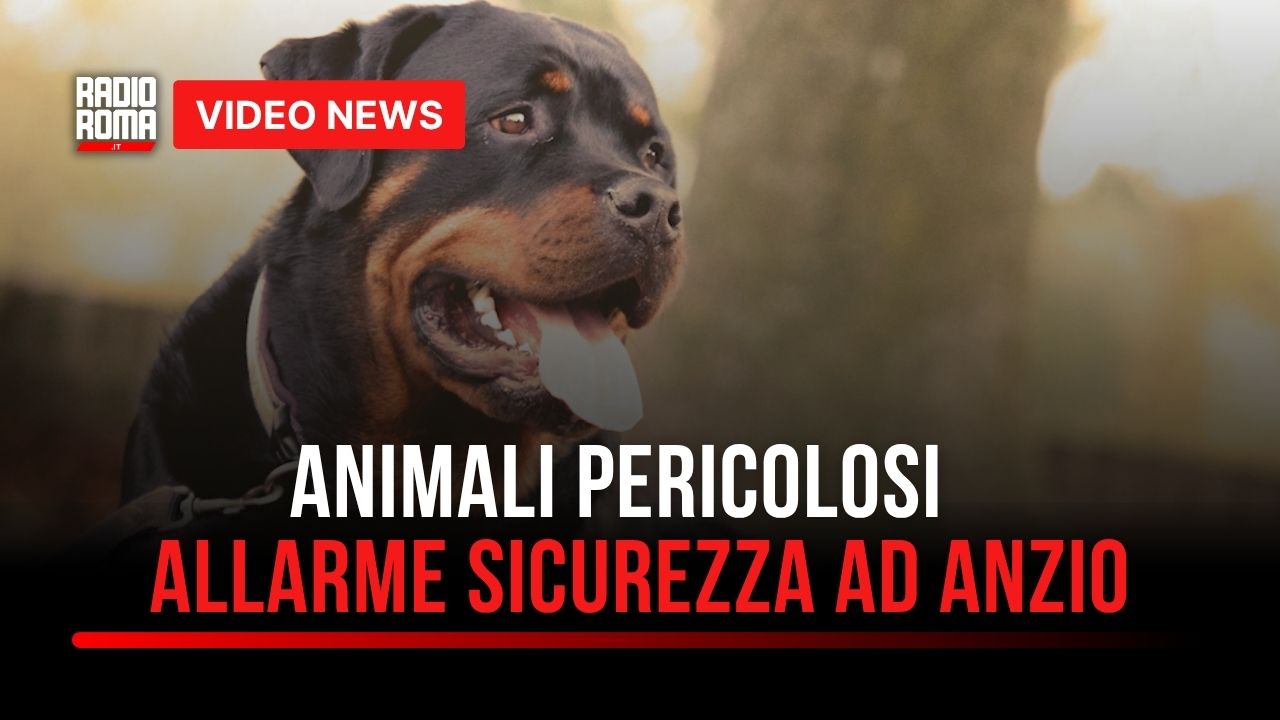 Bimbi aggrediti da un rottweiler, il quartiere vive nella paura