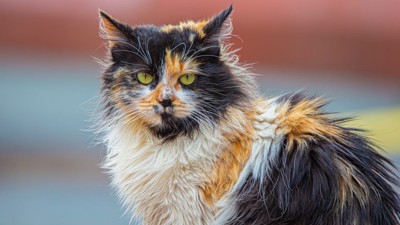 Progetto "homeless" alla Muratella: cure gratuite per cani e gatti di chi non ha possibilità economiche
