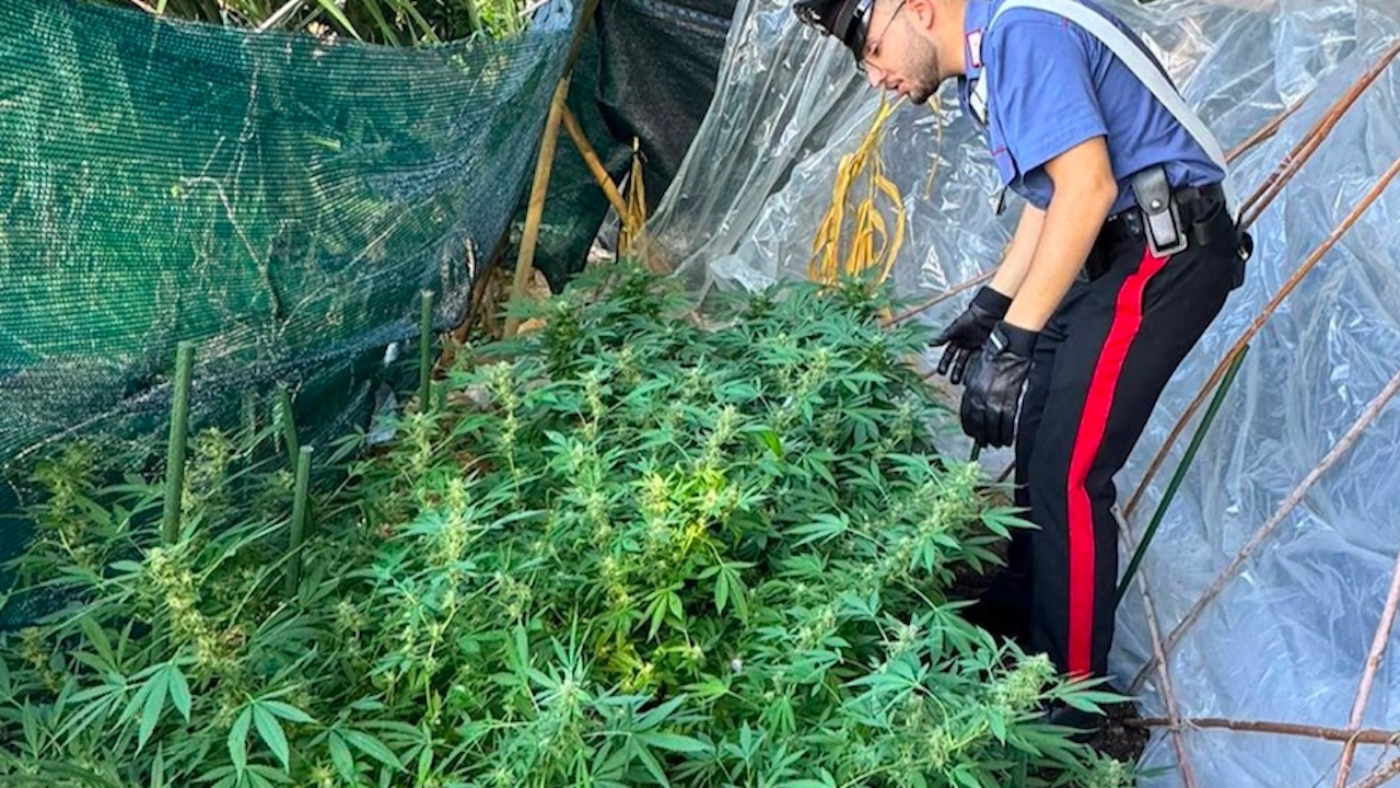 Piantagione di marijuana in casa alle porte di Roma: arrestata coppia di ragazzi