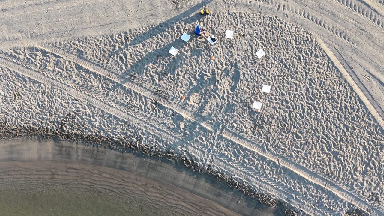 Fiumicino, tartaruga marina depone 81 uova sulla spiaggia: trasferite a Castelporziano