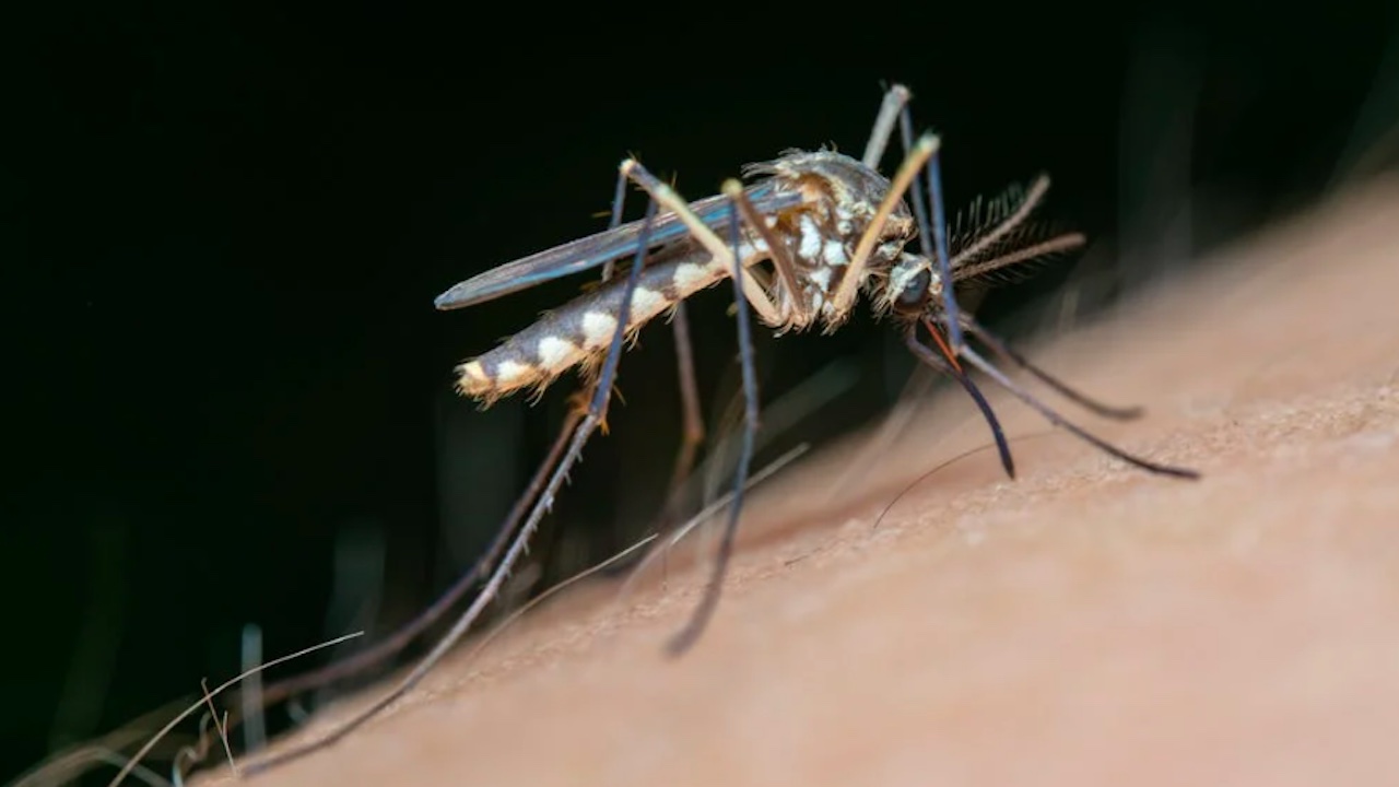 West Nile, settima vittima nel Lazio: morto a Roma 77enne sottoposto a dialisi