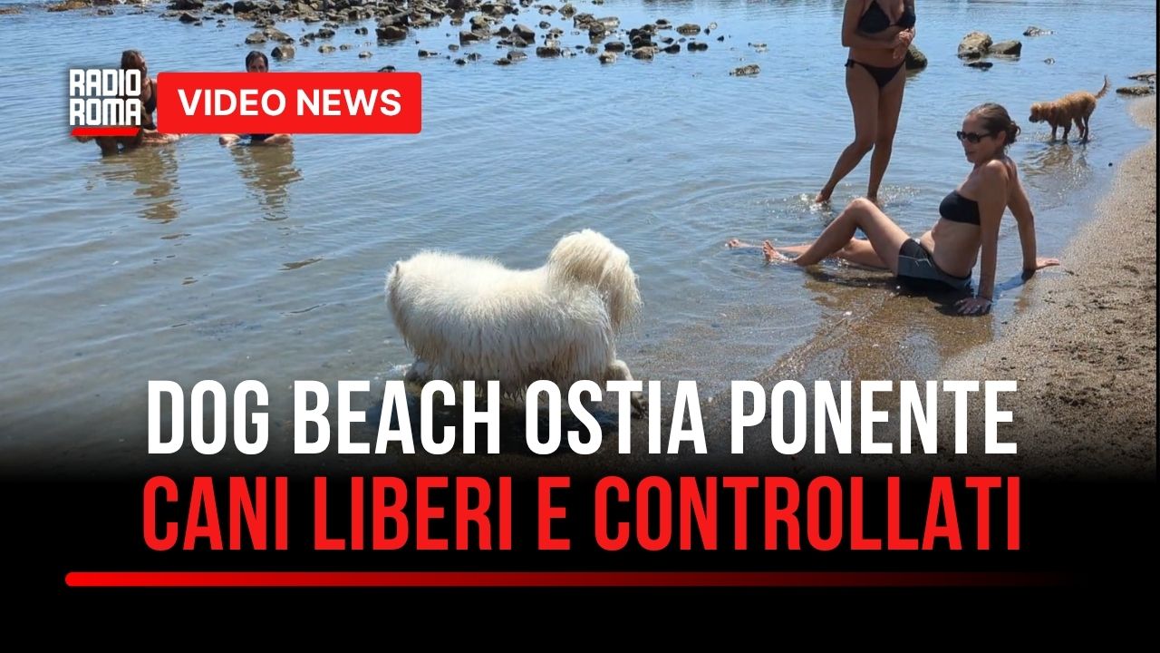 Ostia, cani in spiaggia liberi e controllati alla Dog Beach di ponente (VIDEO)