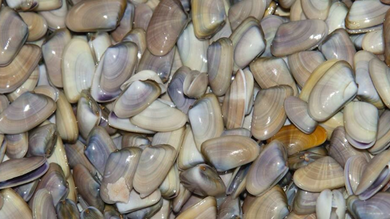 Ostia, la Sagra della tellina festeggia 60 anni: l'evento fino al 31 agosto al Borghetto dei Pescatori