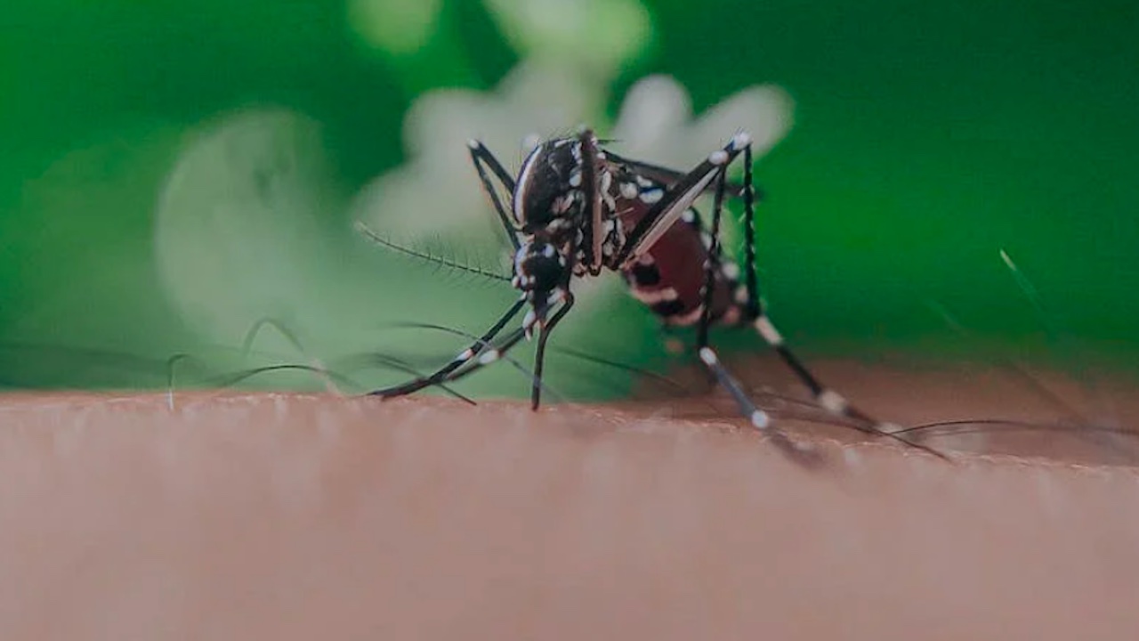 Primo caso West Nile a Roma, 77enne esposta all'Infernetto: misure estese alla Asl Roma 3