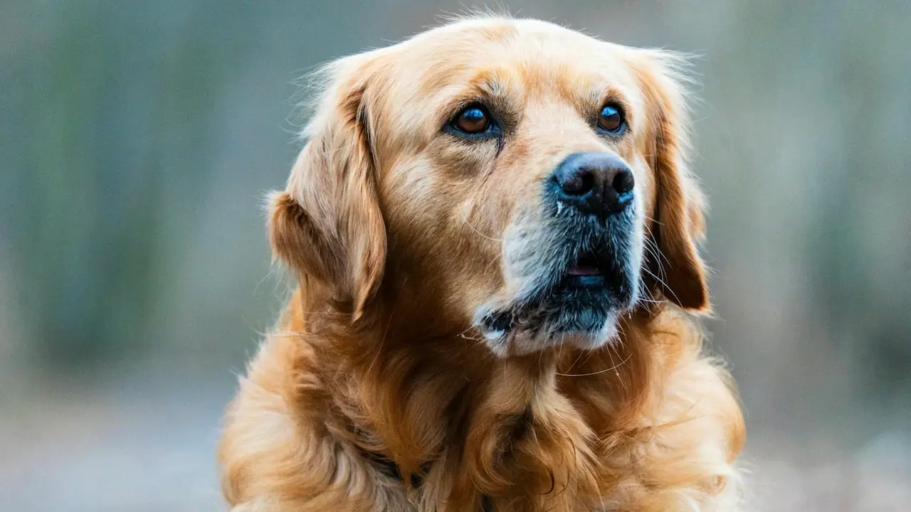 Bimba ferita dal cane del nonno a Cecchina: ricoverata al Bambino Gesù