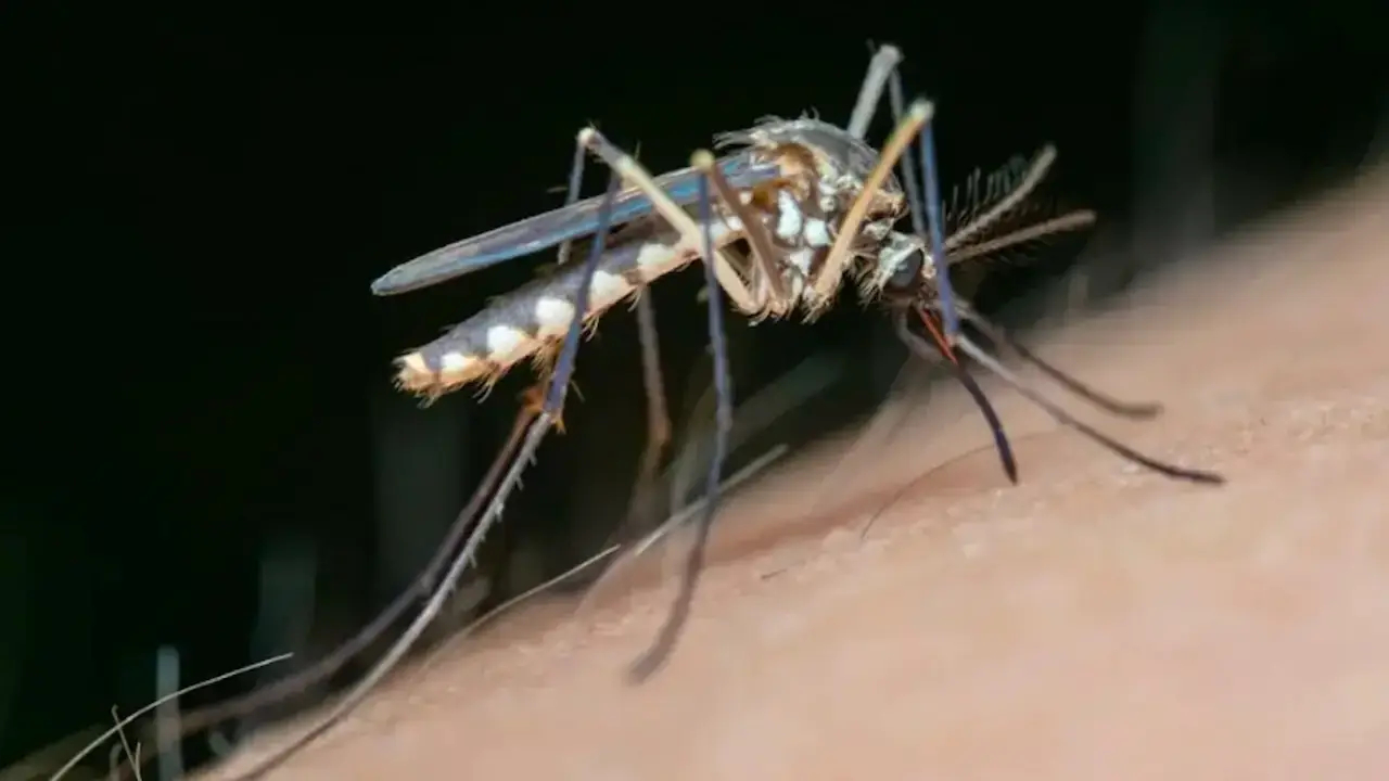 West Nile nel Lazio: 93 casi, Roma a 33 e Latina la più colpita