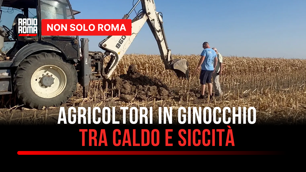 Caldo estremo e siccità mettono in ginocchio (ancora una volta) gli agricoltori: dalla Regione misure straordinarie - VIDEO