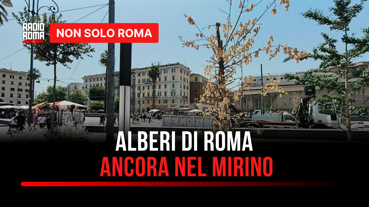 Gli alberi di Roma ancora nel mirino: tra PNRR, tagli e l'ombra delle centrali a biomasse - VIDEO