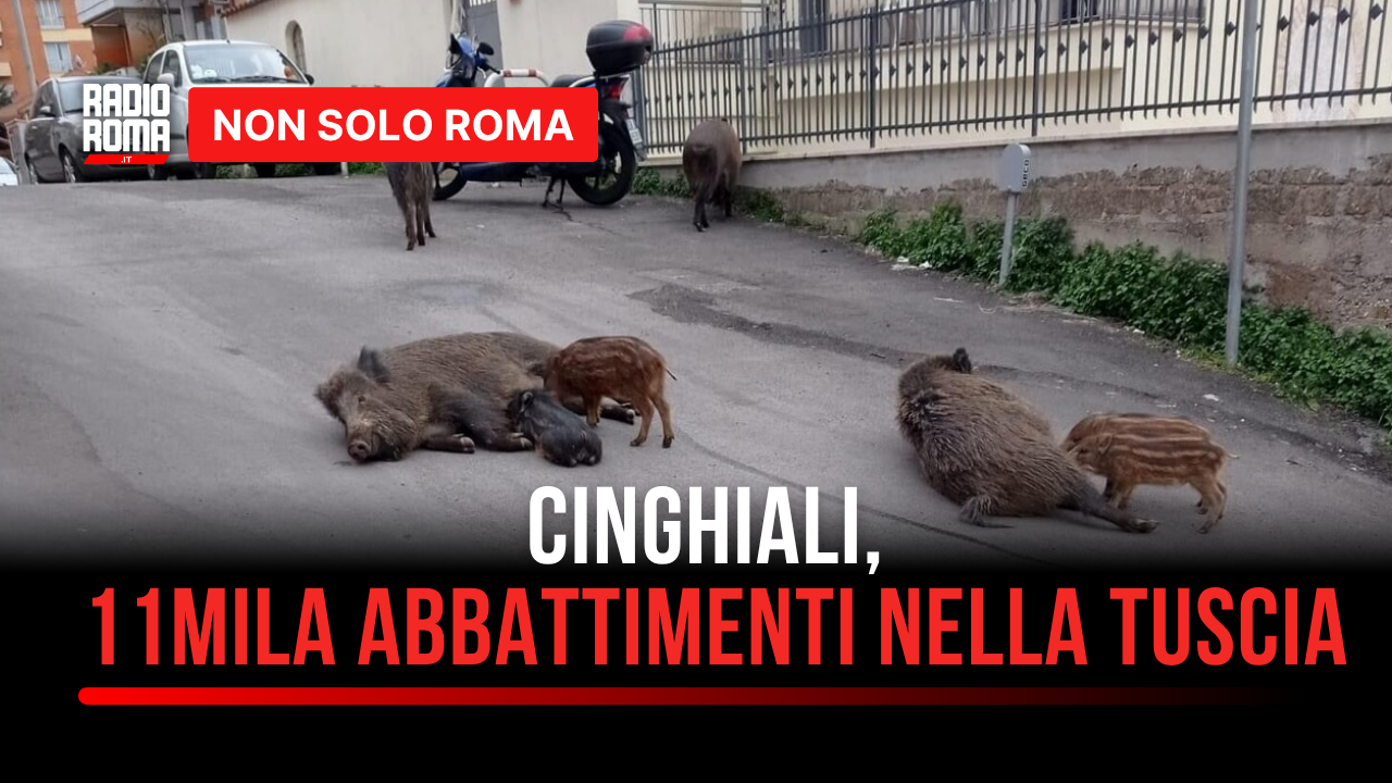 Cinghiali, solo nella Tuscia autorizzati 12mila abbattimenti: animalisti sul piede di guerra - VIDEO