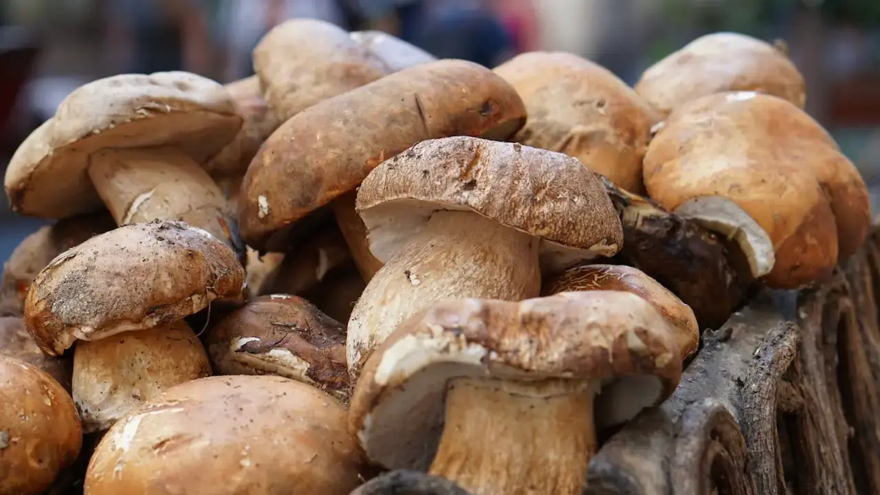 Festa del Fungo Porcino a Velletri: 18 giorni tra sapori e musica