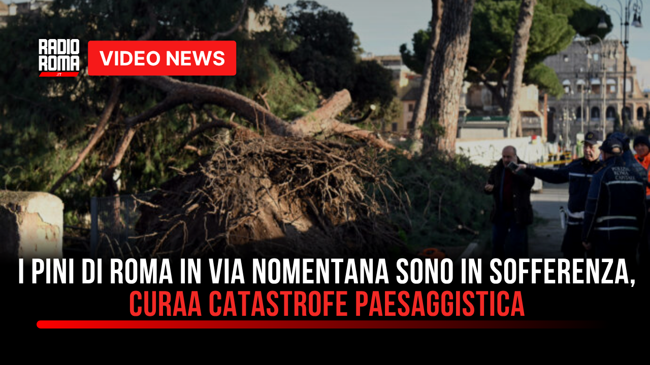 I pini piantati in via Nomentana sono in sofferenza. CURAA: "È una catastrofe paesaggistica!"