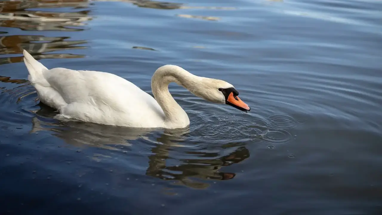 Lago di Bracciano, cigno liberato dalle Guardie del Parco: ami e lenze rimossi