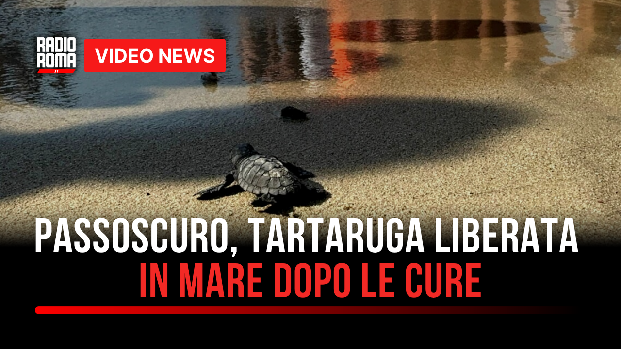 Palidoro, Fortuna torna in mare: la Caretta caretta salvata a Maccarese riprende il largo (VIDEO)