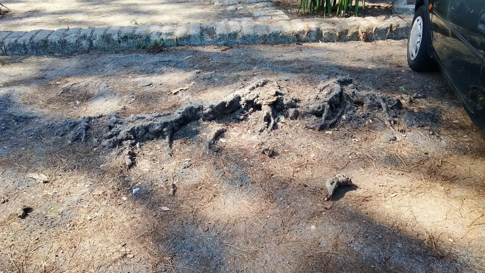 Viale dei Promontori: chiesto sopralluogo tecnico su sicurezza e manutenzione