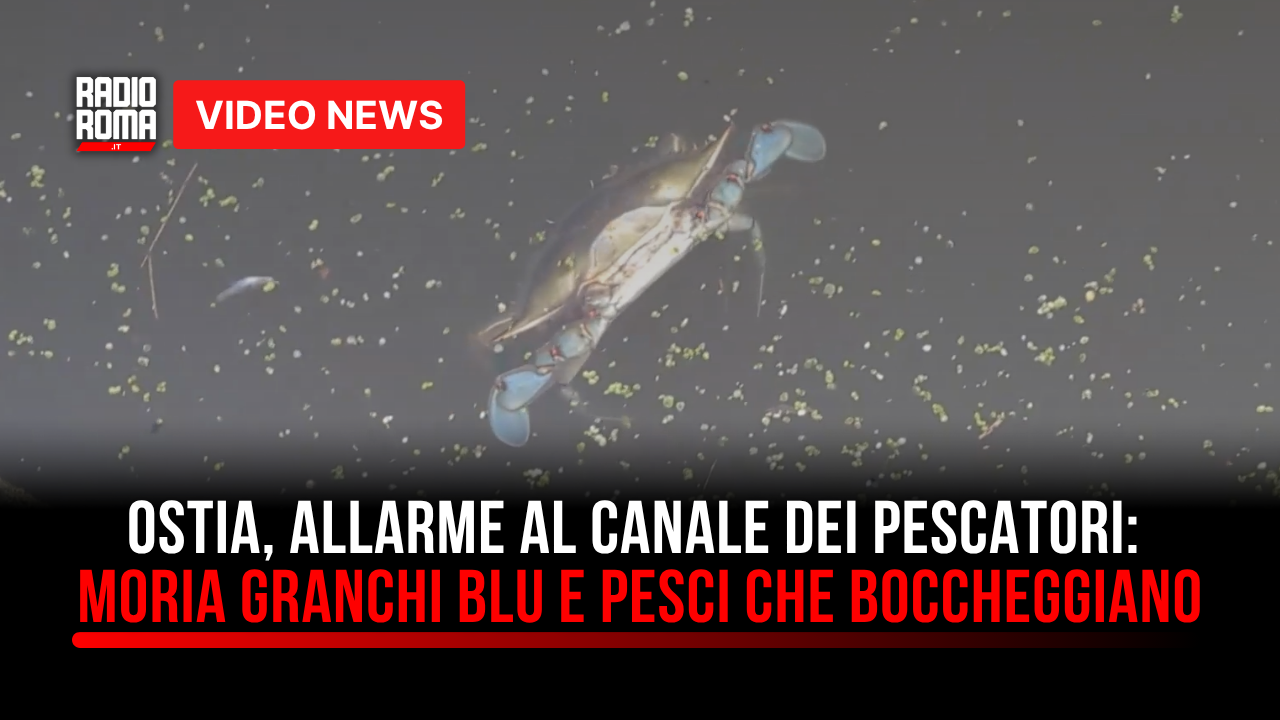Ostia, allarme al Canale dei Pescatori: moria granchi blu e pesci che boccheggiano (VIDEO)