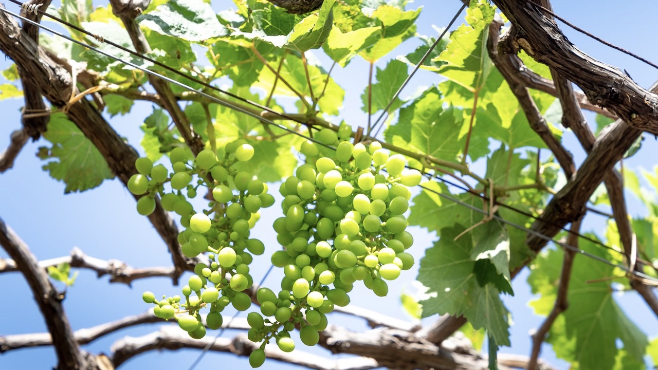 Vendemmiata romana all’Orto Botanico: Roma celebra la vendemmia tra tradizione e ricerca