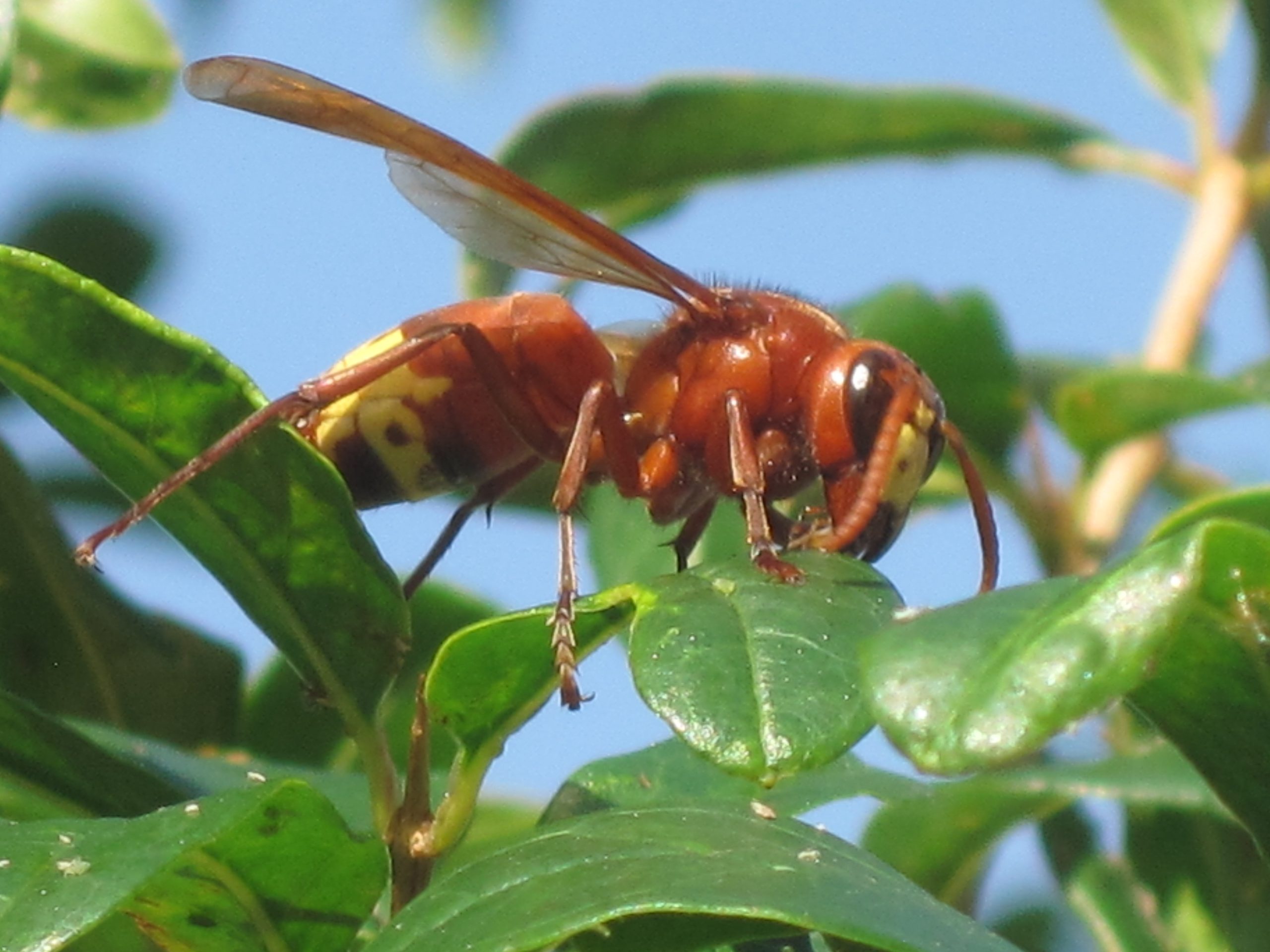 vespa orientalis scaled