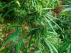 Coltivavano marijuana in mezzo ai vigneti: sequestrati quasi 300 kg di piante