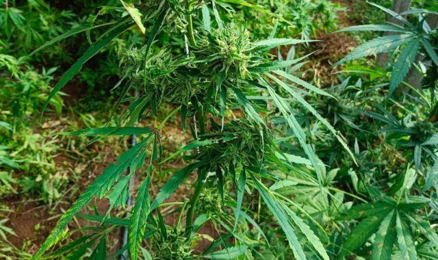 Coltivavano marijuana in mezzo ai vigneti: sequestrati quasi 300 kg di piante
