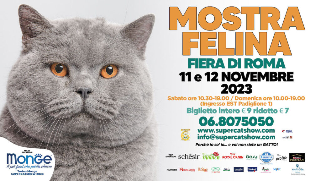 SuperCat Show 2023, torna a Roma la mostra di gatti: ecco dove e quando