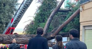 Roma, albero crolla a Monteverde e si abbatte sul muro di un palazzo: divelta cancellata