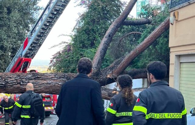 Roma, albero crolla a Monteverde e si abbatte sul muro di un palazzo: divelta cancellata