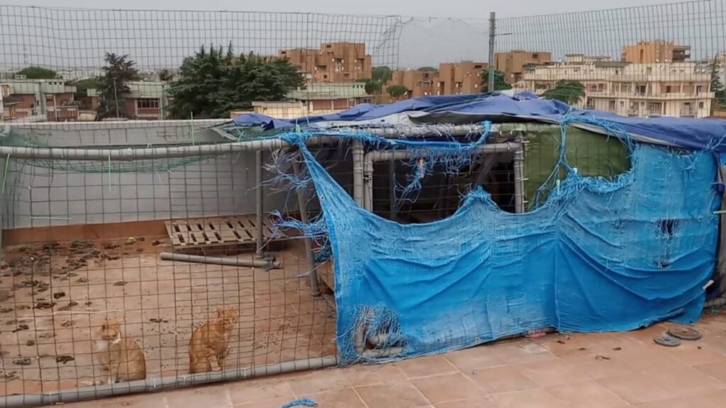 Roma, 46 gatti sequestrati in una casa a Rebibbia: denunciata la proprietaria