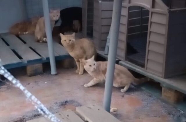 Roma, 46 gatti sequestrati in una casa a Rebibbia: denunciata la proprietaria