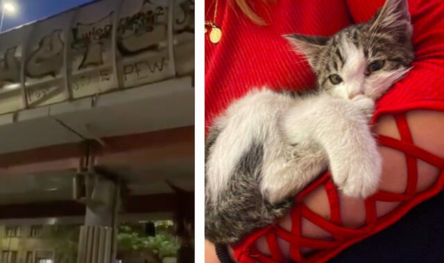 Kiki la gattina salvata a San Lorenzo, stava cadendo dalla Tangenziale ma i passanti intervengono