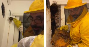 Roma, 70mila api in un appartamento in via Gregorio VII: il miele cola dalla parete