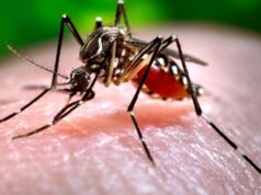 dengue roma vaccino