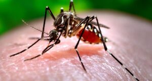 dengue roma vaccino