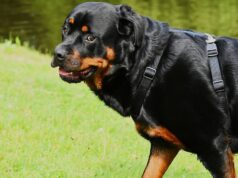 rottweiler paolo pasqualini