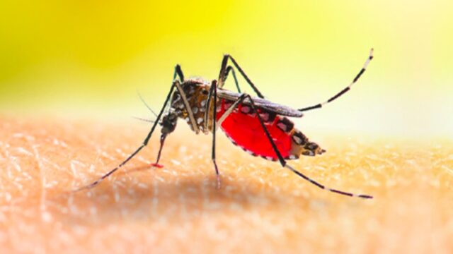 Dengue, al via da domani le vaccinazioni all'ospedale Spallanzani di Roma