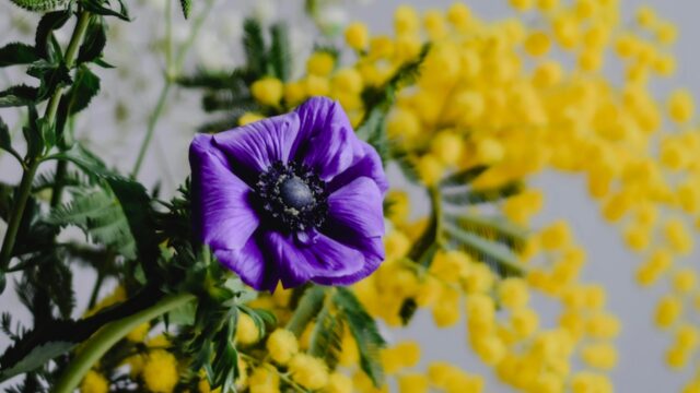8 marzo, mimose e fiori di colore viola: la tendenza 2024 per la Festa della donna