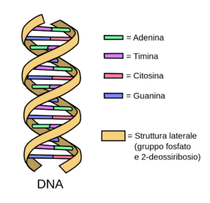 Struttura a doppia elica del DNA. 