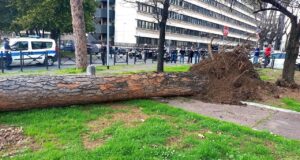 Roma, pino di 15 metri crolla sulle auto all'Eur: era stato verificato a maggio, alberi