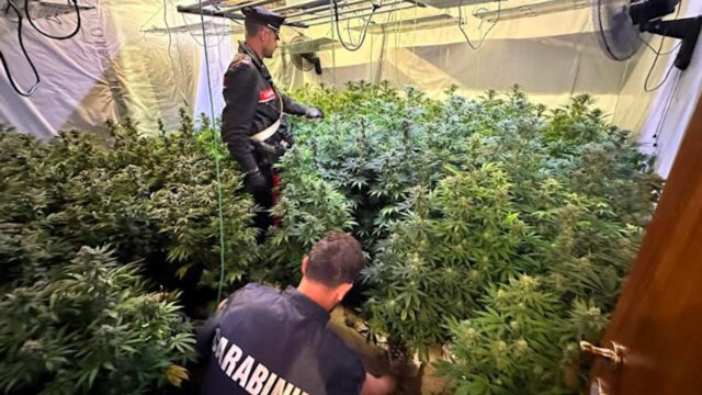 Maxi piantagione di cannabis scoperta a Pomezia: sequestrate centinaia di piante