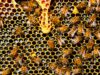 Roma, 200mila api nel muro di un palazzo: "avevano nidificato da 6 anni"