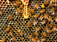 Roma, 200mila api nel muro di un palazzo: "avevano nidificato da 6 anni"